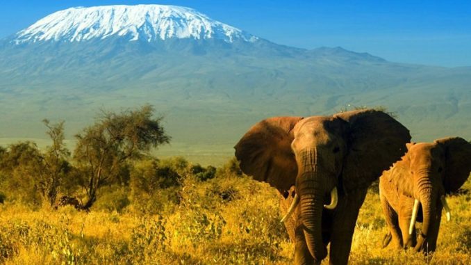  1 Day Trip Amboseli private $ 240